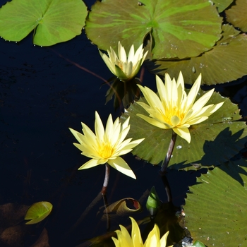 Nymphaea 'St. Louis Gold'