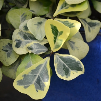 Ficus natalensis ssp leprieurii 'Malay Gold' 