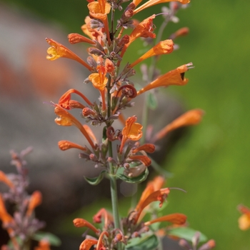 Agastache aurantiaca 'Tango'