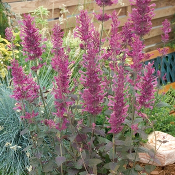 Agastache 'Bolero' (074734)