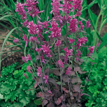Agastache 'Bolero' (074735)
