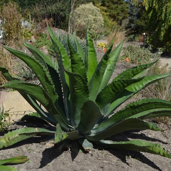 Agave salmiana var. ferox 'Bellville'