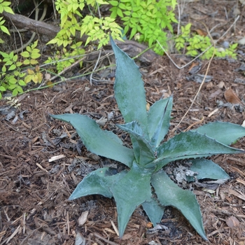 Agave 'Stormy Sieze' 