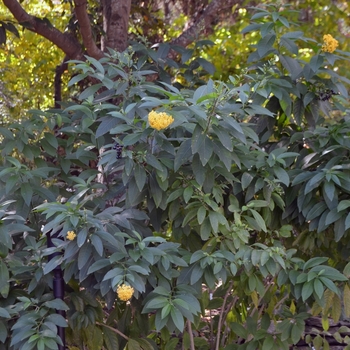 Cestrum x 'Orange Peel' 