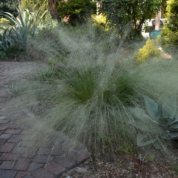 Muhlenbergia capillaris 'White Cloud'