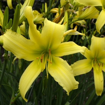 Hemerocallis 'Late Summer Breeze' 