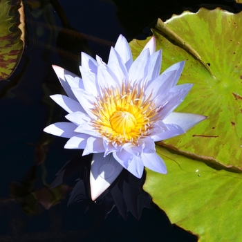 Nymphaea 'Marmorata' 