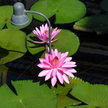 Nymphaea 'Mrs. George C. Hitchcock' 