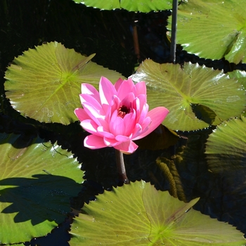 Nymphaea 'Emily Grant Hutchings'