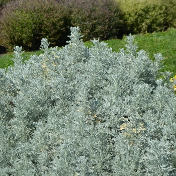 Artemisia ludoviciana 'Parfum d'Ethiopia' 