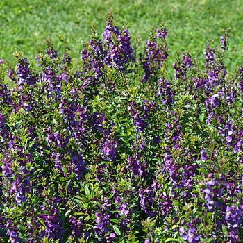 Angelonia angustifolia Serenita® 'Purple'