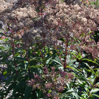 Eupatorium dubium 'Baby Joe' 