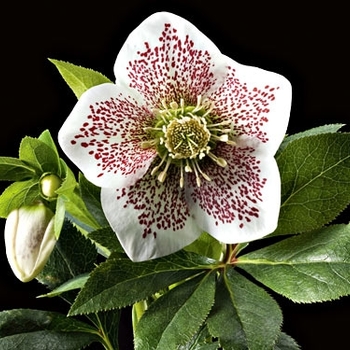 Helleborus 'Conny' 