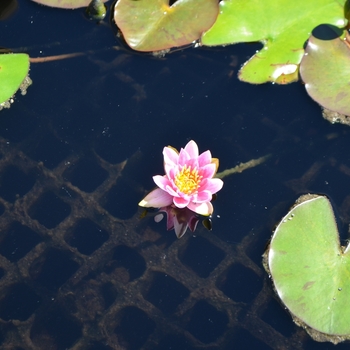 Nymphaea tetragona 'Joanne Pring' 