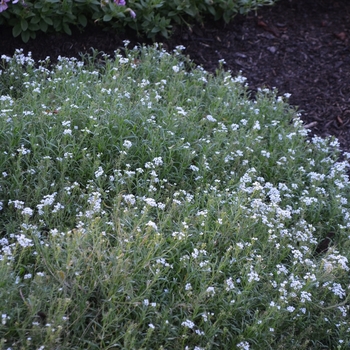 Lobularia 'Inlbuwikni' PP25210, Can 4780