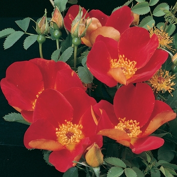 Rosa foetida 'Bicolor' 