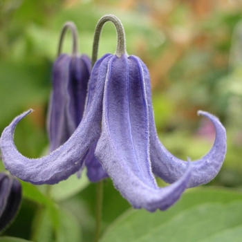 Clematis integrifolia 'Olgae' 