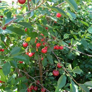 Prunus fruticosa x cerasus 'Juliet' 
