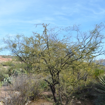 Acacia schaffneri