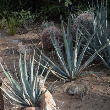 Agave victoriae-reginae 'Albomarginata'