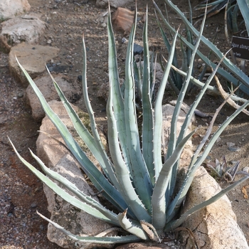 Agave victoriae-reginae 'Albomarginata' 