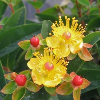 Hypericum androsaemum 'Seiball' PP18801