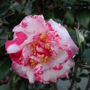 Camellia japonica 'Daikagura Variegated' 