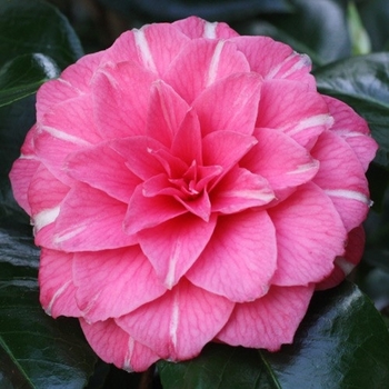 Camellia japonica 'April Rose' 