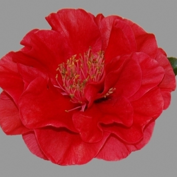 Camellia japonica 'Candy Apple' 