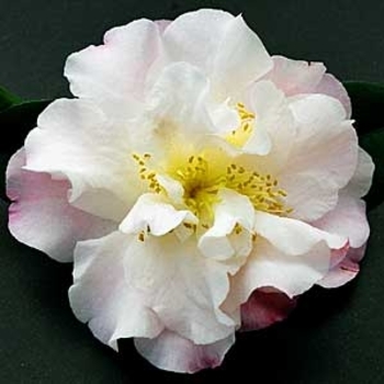 Camellia japonica 'Erin Farmer' 