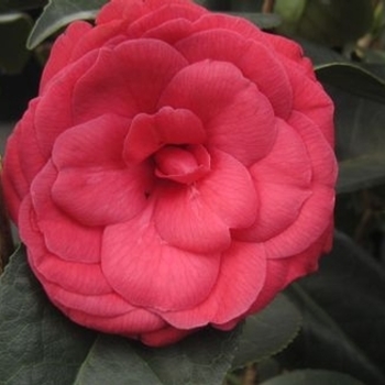 Camellia japonica 'Arctic Rose' 