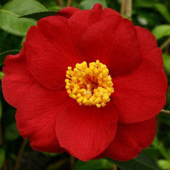 Camellia japonica 'San Dimas' 