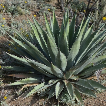 Agave chrysantha 