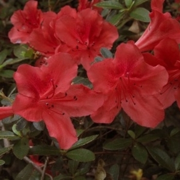 Rhododendron North Tisbury hybrid 'Joseph Hill' 