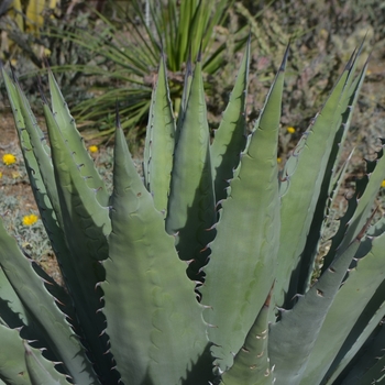 Agave chrysantha