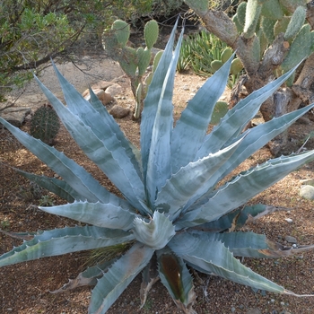 Agave gigantensis