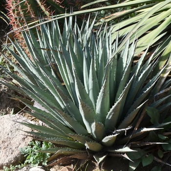 Agave gracilipes 