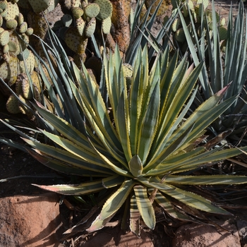 Agave murpheyi 