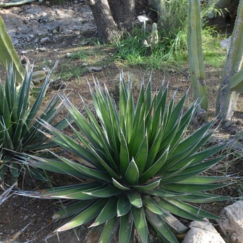 Agave pelona