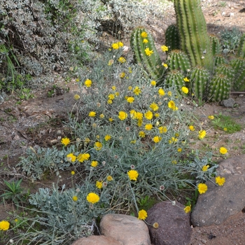 Baileya multiradiata '' (075042)