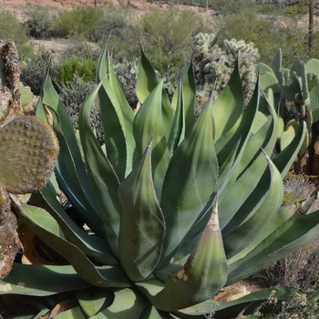 Agave salmiana var. ferox 'Maguey de Pulque'