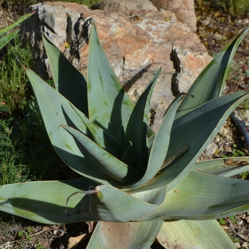 Aloe striata ssp. 'karasbergensis' 
