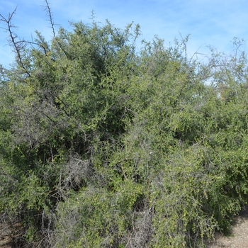 Celtis pallida