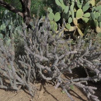 Cylindropuntia acanthocarpa '' (075049)