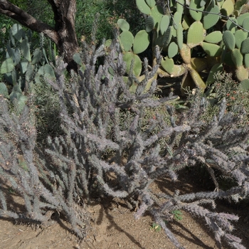 Cylindropuntia acanthocarpa