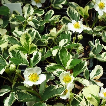 Fragaria vesca 'Variegata' 