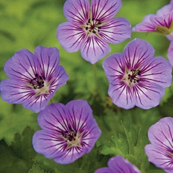 Geranium wallichianum 'Havana Blues' 