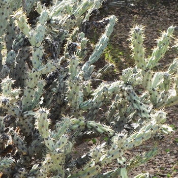 Cylindropuntia acanthocarpa 'var. Thornberi' 