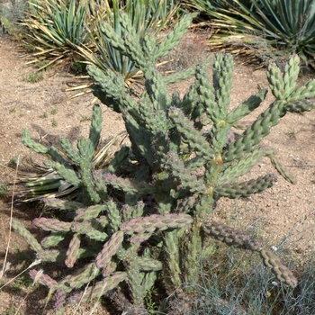 Cylindropuntia imbricata