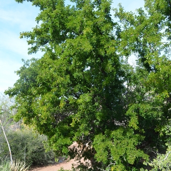 Ebenopsis ebano 